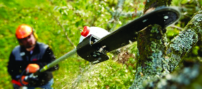 DIRECCION FORESTAL MGA - Podas wide