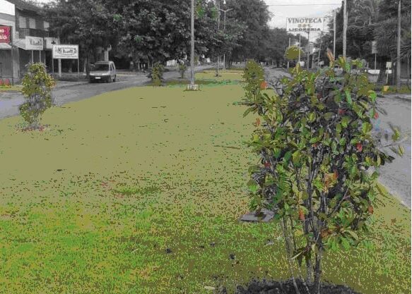 FORESTAL-MGA-Reforestacion-08-ENE-2021